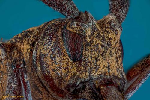 Réf. 263 043 : Monochamus galloprovincialis